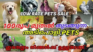 😻Fancy Pigeon🥰Birds💖Dogs😇Cat🔥Puppys💥Fish😜Hen😇Duck💝For Sale😻Low Rate Pets😜Pravu Valarthal🤗Pigeon Loft