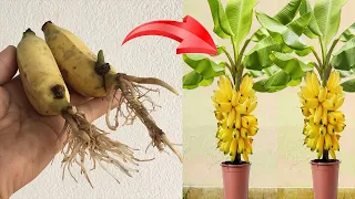 Summary of simple banana propagation techniques using aloe vera that anyone can do