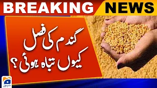 Why was the wheat crop destroyed? | Geo News