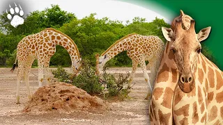 La Dernière Girafe - Documentaire animalier - HD - Ecomedia