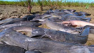 amazing fishing! catch a lots of fish in mud little water by best hand a fisherman