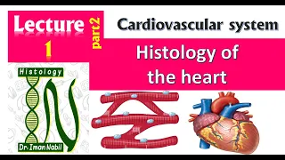 1a-Histology of the heart part1-Cardiovascular system