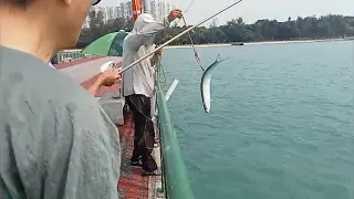 Bedok Jetty, Wolf-herring season  continues on the top of mega queenfish