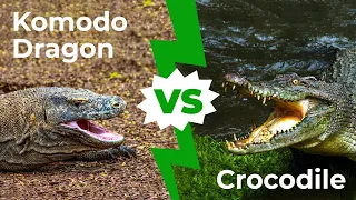 Komodo Dragon vs Crocodile Who Would Win in a Fight?