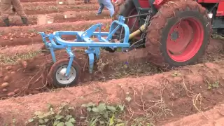 How To Harvest Potatoes