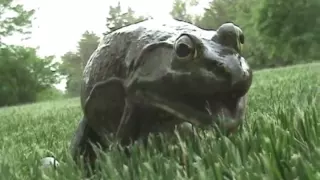 Funny Frog (Better Quality)