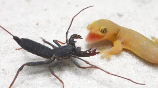 Lizard vs Whip Scorpion