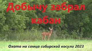Охота на самца сибирской косули 2023 - Добычу забрал кабан
