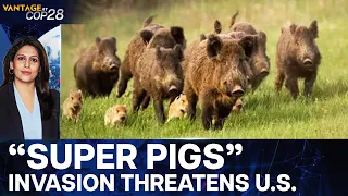 Out of Control “Super Pigs” Threaten to Invade the US | Vantage with Palki Sharma