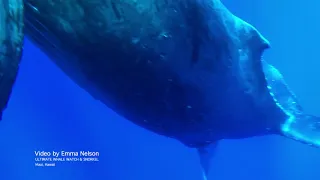 Scuba Diver Gets Up Close to Humpback Whale Giving Birth off Maui