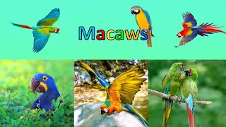 Colourful, cool and clever | All about macaws