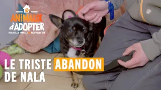 Le triste abandon de Nala - Animaux à adopter