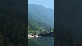 Huge bald eagle swoops down for a meal in Sunshine Coast BC 🦅