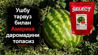 Ўзбекистон иқлимига маслаштирилган мукаммал "HOLLAR SELECT" Америка тарвуз уруғи!