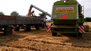 Załadunek zboża na przyczepę  -  CLAAS  DOMINATOR 106  23-07-2022