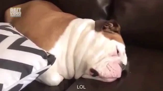 Funny dog SNORING LOUDLY like human lol / Угарно храпящая собака бульдог РЖАКА ПРИКОЛ СМЕШНОЙ