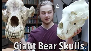 The Biggest Bears. Grizzly Bear | Polar Bear | Cave Bear | Arctodus simus | Skull Comparison.