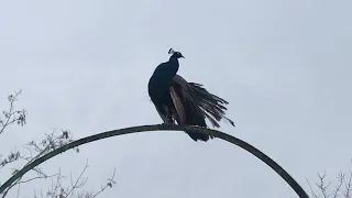 Павлины в январском Тайгане