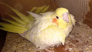 My Angry cockatiel