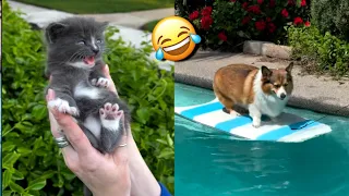 FUNNY CATS and DOGS 😹🐶New Funniest Cute Animals Videos💥 2024