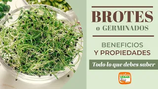 Germinados o brotes, alimento con múltiples beneficios para la salud.