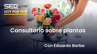 🌸 RESOLVIENDO DUDAS SOBRE PLANTAS, con Eduardo Barba