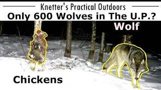 UPPER MICHIGAN WOLVES - ONLY 600 WOLVES IN THE U.P.?