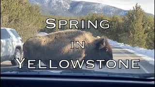 Yellowstone in 4K | Spring, Snow, and Bison | RV Adventures
