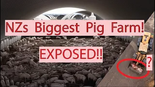 New Zealand's Biggest Pig Farm - Exposed