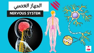 الجهاز العصبي كاملا  || Nervous system