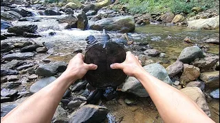 Catch and cook | Water turtle - 2 years of survival in the rainforest - episode 12