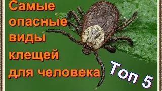 Топ 5 самых опасных видов клещей для человека.