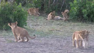 Small lion cubs playing with each other!