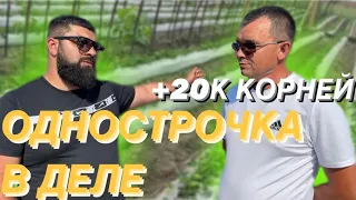 Я ПЕРЕШЕЛ НА ОДНОСТРОЧКУ/ ПРЕИМУЩЕСТВА И НЕДОСТАТКИ/ 2023/