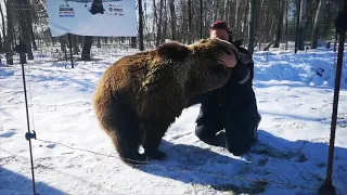 Медведь встречает пилота из Сортавалы (Карелия)