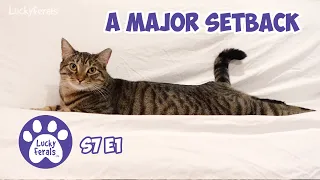 A Major Setback - S7 E1 - Life With 11 Cats - Lucky Ferals Vlog