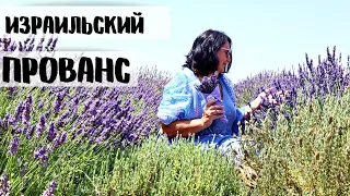 МОРЕ ЛАВАНДЫ. Винодельня и буренки. Север Израиля