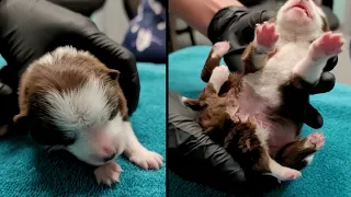 Puppy Born with 6 Legs and 2 Tails Is Thriving