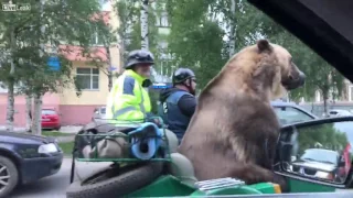 приколя: МЕДВЕДЬ В МОТОЦИКЛЕ, ЕДЕТ ПО АРХАНГЕЛЬСКУ.