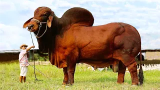 25 Biggest Bulls in the World