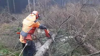 Felling trees infested with bark beetles, Lumberjack Little Harvester and chainsaw #chainsaw