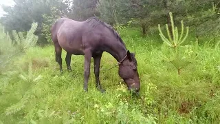 продаж коней ціни договірні номер телефону 0986580711 юра