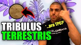 Tudo sobre tribulus terrestris