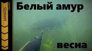 Подводная охота Хакасии!Белый Амур весна!Spearfishing in siberia!