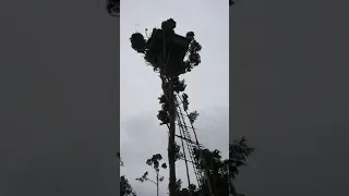 Korowai singing while climbing tree house