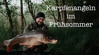 Karpfenangeln im Frühsommer | Mai & Juni in Mecklenburg Vorpommern & Brandenburg | Laichzeit