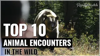 🆕Top 10 Near Death Wild Animal Encounters 👉 Best Wild Animal Encounters