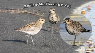 2024 04 19 Pacific Golden Plover - Morning chores