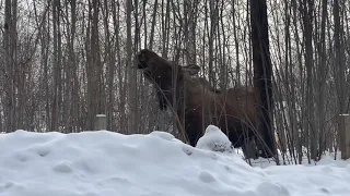 Mama moose & calf eating lunch