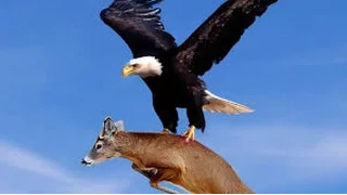 Eagle VS DEER Eagle attact deer brutal attack